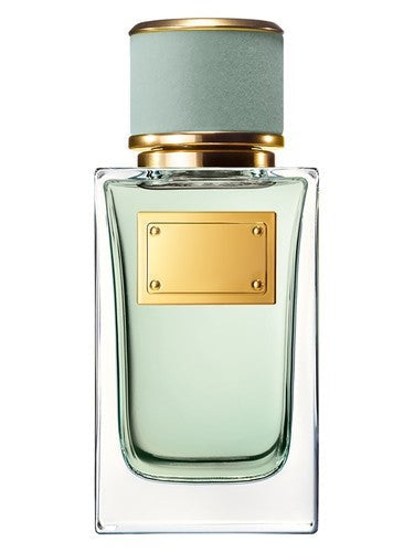Dolce & Gabbana-Velvet Infusion